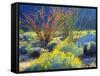 USA, California, Anza-Borrego Desert State Park. Blooming Ocotillo-Jaynes Gallery-Framed Stretched Canvas