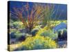 USA, California, Anza-Borrego Desert State Park. Blooming Ocotillo-Jaynes Gallery-Stretched Canvas