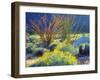 USA, California, Anza-Borrego Desert State Park. Blooming Ocotillo-Jaynes Gallery-Framed Photographic Print