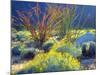 USA, California, Anza-Borrego Desert State Park. Blooming Ocotillo-Jaynes Gallery-Mounted Photographic Print