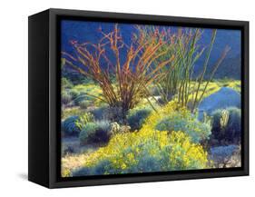 USA, California, Anza-Borrego Desert State Park. Blooming Ocotillo-Jaynes Gallery-Framed Stretched Canvas