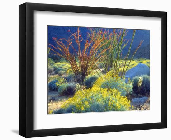 USA, California, Anza-Borrego Desert State Park. Blooming Ocotillo-Jaynes Gallery-Framed Photographic Print