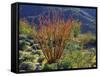 USA, California, Anza-Borrego Desert State Park. Ocotillo Wildflowers-Jaynes Gallery-Framed Stretched Canvas