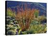 USA, California, Anza-Borrego Desert State Park. Ocotillo Wildflowers-Jaynes Gallery-Stretched Canvas