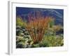 USA, California, Anza-Borrego Desert State Park. Ocotillo Wildflowers-Jaynes Gallery-Framed Photographic Print