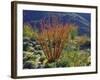 USA, California, Anza-Borrego Desert State Park. Ocotillo Wildflowers-Jaynes Gallery-Framed Photographic Print