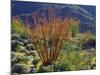 USA, California, Anza-Borrego Desert State Park. Ocotillo Wildflowers-Jaynes Gallery-Mounted Photographic Print