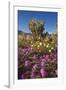 USA, California, Anza-Borrego Sp. Sand Verbena and Cholla Cacti-Jaynes Gallery-Framed Photographic Print