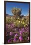 USA, California, Anza-Borrego Sp. Sand Verbena and Cholla Cacti-Jaynes Gallery-Framed Premium Photographic Print