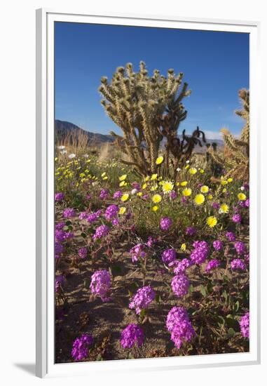 USA, California, Anza-Borrego Sp. Sand Verbena and Cholla Cacti-Jaynes Gallery-Framed Premium Photographic Print