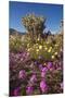 USA, California, Anza-Borrego Sp. Sand Verbena and Cholla Cacti-Jaynes Gallery-Mounted Premium Photographic Print