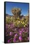 USA, California, Anza-Borrego Sp. Sand Verbena and Cholla Cacti-Jaynes Gallery-Framed Stretched Canvas