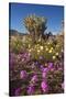 USA, California, Anza-Borrego Sp. Sand Verbena and Cholla Cacti-Jaynes Gallery-Stretched Canvas