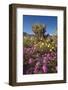 USA, California, Anza-Borrego Sp. Sand Verbena and Cholla Cacti-Jaynes Gallery-Framed Photographic Print