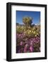 USA, California, Anza-Borrego Sp. Sand Verbena and Cholla Cacti-Jaynes Gallery-Framed Photographic Print