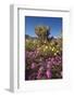 USA, California, Anza-Borrego Sp. Sand Verbena and Cholla Cacti-Jaynes Gallery-Framed Photographic Print