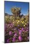 USA, California, Anza-Borrego Sp. Sand Verbena and Cholla Cacti-Jaynes Gallery-Mounted Photographic Print