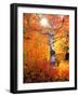 USA, California. Autumn Colors of Aspen Trees in the Sierra Nevada-Jaynes Gallery-Framed Photographic Print