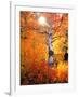 USA, California. Autumn Colors of Aspen Trees in the Sierra Nevada-Jaynes Gallery-Framed Photographic Print