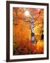 USA, California. Autumn Colors of Aspen Trees in the Sierra Nevada-Jaynes Gallery-Framed Photographic Print