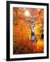 USA, California. Autumn Colors of Aspen Trees in the Sierra Nevada-Jaynes Gallery-Framed Photographic Print