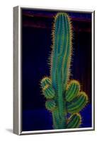 USA, California. Backlit saguaro cactus.-Jaynes Gallery-Framed Photographic Print