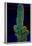 USA, California. Backlit saguaro cactus.-Jaynes Gallery-Framed Photographic Print