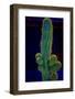 USA, California. Backlit saguaro cactus.-Jaynes Gallery-Framed Photographic Print