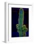 USA, California. Backlit saguaro cactus.-Jaynes Gallery-Framed Photographic Print