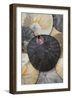 USA, California. Barnacle and sand dollars on beach.-Jaynes Gallery-Framed Photographic Print