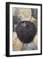 USA, California. Barnacle and sand dollars on beach.-Jaynes Gallery-Framed Photographic Print