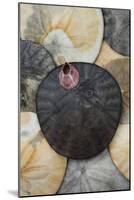 USA, California. Barnacle and sand dollars on beach.-Jaynes Gallery-Mounted Photographic Print