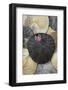 USA, California. Barnacle and sand dollars on beach.-Jaynes Gallery-Framed Photographic Print