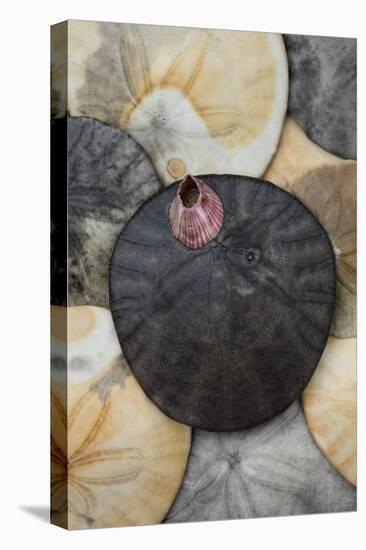 USA, California. Barnacle and sand dollars on beach.-Jaynes Gallery-Stretched Canvas