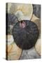 USA, California. Barnacle and sand dollars on beach.-Jaynes Gallery-Stretched Canvas