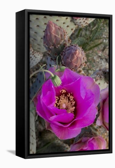 USA, California. Beavertail prickly pear cactus in bloom, Anza-Borrego Desert State Park-Judith Zimmerman-Framed Stretched Canvas