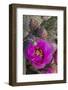 USA, California. Beavertail prickly pear cactus in bloom, Anza-Borrego Desert State Park-Judith Zimmerman-Framed Photographic Print
