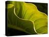 USA, California, Big Sur, Calla Lily Leaf at Garrapata State Park-Ann Collins-Stretched Canvas