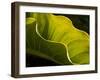 USA, California, Big Sur, Calla Lily Leaf at Garrapata State Park-Ann Collins-Framed Photographic Print