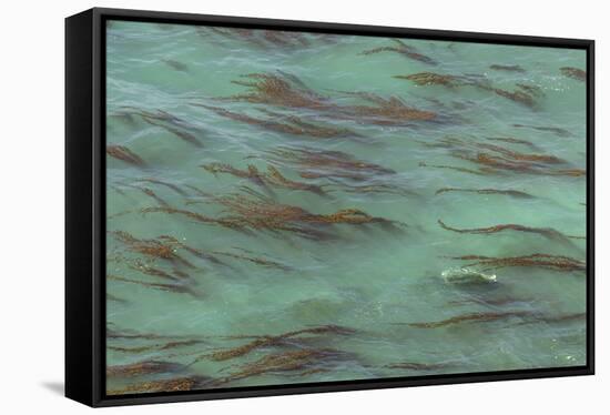 USA, California, Big Sur. Strands of ocean kelp forest.-Jaynes Gallery-Framed Stretched Canvas