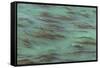 USA, California, Big Sur. Strands of ocean kelp forest.-Jaynes Gallery-Framed Stretched Canvas