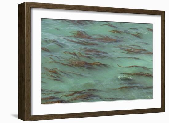 USA, California, Big Sur. Strands of ocean kelp forest.-Jaynes Gallery-Framed Photographic Print