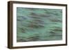 USA, California, Big Sur. Strands of ocean kelp forest.-Jaynes Gallery-Framed Photographic Print