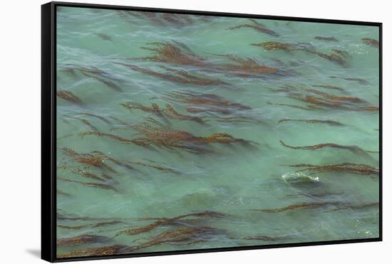 USA, California, Big Sur. Strands of ocean kelp forest.-Jaynes Gallery-Framed Stretched Canvas