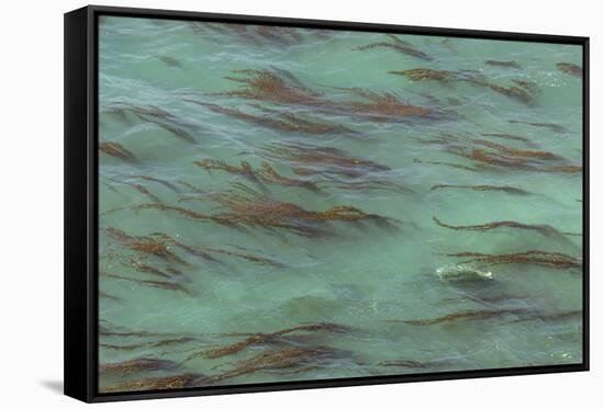 USA, California, Big Sur. Strands of ocean kelp forest.-Jaynes Gallery-Framed Stretched Canvas