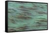 USA, California, Big Sur. Strands of ocean kelp forest.-Jaynes Gallery-Framed Stretched Canvas