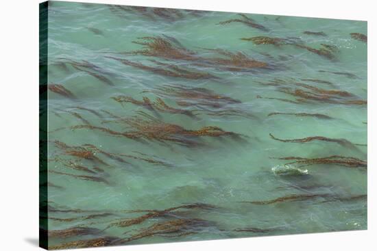 USA, California, Big Sur. Strands of ocean kelp forest.-Jaynes Gallery-Stretched Canvas