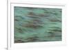 USA, California, Big Sur. Strands of ocean kelp forest.-Jaynes Gallery-Framed Photographic Print