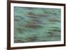 USA, California, Big Sur. Strands of ocean kelp forest.-Jaynes Gallery-Framed Photographic Print