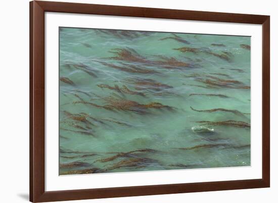 USA, California, Big Sur. Strands of ocean kelp forest.-Jaynes Gallery-Framed Premium Photographic Print